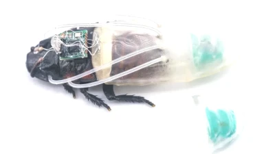 Deprem ve doğal afetlerde hayat kurtaracak: Hamam böceklerine elektronik sırt çantası taktılar